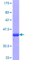 IFT57 / HIPPI Protein - 12.5% SDS-PAGE Stained with Coomassie Blue.