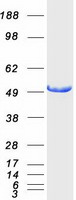 IFT57 / HIPPI Protein - Purified recombinant protein IFT57 was analyzed by SDS-PAGE gel and Coomassie Blue Staining