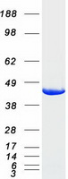 IGBP1 Protein - Purified recombinant protein IGBP1 was analyzed by SDS-PAGE gel and Coomassie Blue Staining