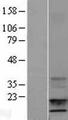 IGF1 Protein - Western validation with an anti-DDK antibody * L: Control HEK293 lysate R: Over-expression lysate