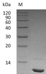 IGF1 Protein - (Tris-Glycine gel) Discontinuous SDS-PAGE (reduced) with 5% enrichment gel and 15% separation gel.