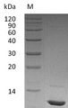 IGF1 Protein - (Tris-Glycine gel) Discontinuous SDS-PAGE (reduced) with 5% enrichment gel and 15% separation gel.