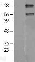 IGF1R / IGF1 Receptor Protein - Western validation with an anti-DDK antibody * L: Control HEK293 lysate R: Over-expression lysate