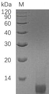 IGF2 Protein - (Tris-Glycine gel) Discontinuous SDS-PAGE (reduced) with 5% enrichment gel and 15% separation gel.