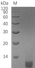 IGF2 Protein - (Tris-Glycine gel) Discontinuous SDS-PAGE (reduced) with 5% enrichment gel and 15% separation gel.