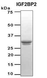 IGF2BP2 Protein