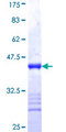 IGF2BP2 Protein - 12.5% SDS-PAGE Stained with Coomassie Blue.