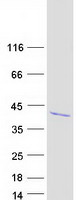 IGFBP2 / IGF-BP53 Protein - Purified recombinant protein IGFBP2 was analyzed by SDS-PAGE gel and Coomassie Blue Staining