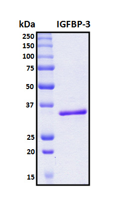 IGFBP3 Protein - SDS-PAGE under reducing conditions and visualized by Coomassie blue staining