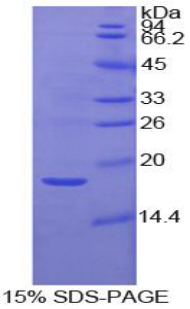 IGFBP3 Protein - Recombinant Insulin Like Growth Factor Binding Protein 3 By SDS-PAGE