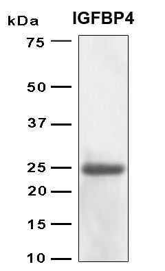 IGFBP4 Protein - SDS-PAGE under reducing conditions and visualized by Coomassie blue staining