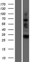 IGFBPL1 Protein - Western validation with an anti-DDK antibody * L: Control HEK293 lysate R: Over-expression lysate