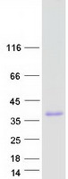 IGFBPL1 Protein - Purified recombinant protein IGFBPL1 was analyzed by SDS-PAGE gel and Coomassie Blue Staining