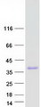 IGFBPL1 Protein - Purified recombinant protein IGFBPL1 was analyzed by SDS-PAGE gel and Coomassie Blue Staining