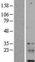 IGFL1 Protein - Western validation with an anti-DDK antibody * L: Control HEK293 lysate R: Over-expression lysate