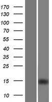IGFL2 Protein - Western validation with an anti-DDK antibody * L: Control HEK293 lysate R: Over-expression lysate