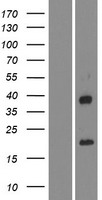 IGFL4 Protein - Western validation with an anti-DDK antibody * L: Control HEK293 lysate R: Over-expression lysate