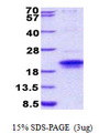 IGFLR1 / TMEM149 Protein