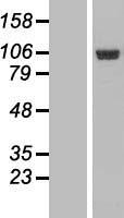IGFN1 Protein - Western validation with an anti-DDK antibody * L: Control HEK293 lysate R: Over-expression lysate