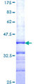 IGFN1 Protein - 12.5% SDS-PAGE Stained with Coomassie Blue.