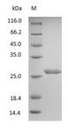 Human IgG Fab Protein - (Tris-Glycine gel) Discontinuous SDS-PAGE (reduced) with 5% enrichment gel and 15% separation gel.