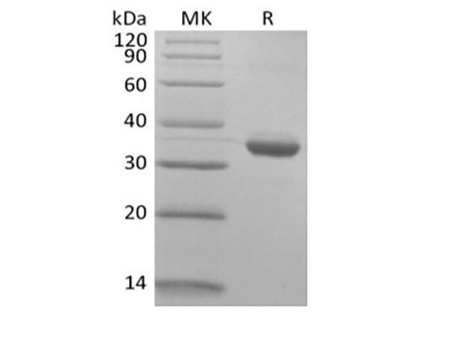 IgG1 Fc Protein - Recombinant Human IgG1 Fc Biotinylated