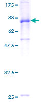 IGHA1 / IgA1 Protein - 12.5% SDS-PAGE of human IGHA1 stained with Coomassie Blue