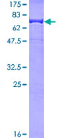 IGHG1 / IgG Protein - 12.5% SDS-PAGE of human IGHG1 stained with Coomassie Blue