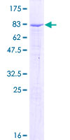 IGHG3 Protein - 12.5% SDS-PAGE of human IGHG3 stained with Coomassie Blue