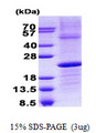IGLL1 / CD179b Protein