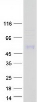 IGLON5 Protein - Purified recombinant protein IGLON5 was analyzed by SDS-PAGE gel and Coomassie Blue Staining