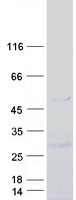 IGSF11 / VSIG3 Protein - Purified recombinant protein IGSF11 was analyzed by SDS-PAGE gel and Coomassie Blue Staining
