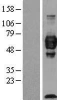 IGSF4C / CADM4 Protein - Western validation with an anti-DDK antibody * L: Control HEK293 lysate R: Over-expression lysate
