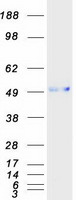 IGSF4C / CADM4 Protein - Purified recombinant protein CADM4 was analyzed by SDS-PAGE gel and Coomassie Blue Staining