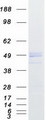 IIP45 / MIIP Protein - Purified recombinant protein MIIP was analyzed by SDS-PAGE gel and Coomassie Blue Staining