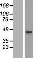 IK3-1 / CABLES1 Protein - Western validation with an anti-DDK antibody * L: Control HEK293 lysate R: Over-expression lysate