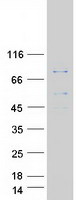 IKBKE / IKKI / IKKE Protein - Purified recombinant protein IKBKE was analyzed by SDS-PAGE gel and Coomassie Blue Staining