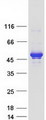 IKBKG / NEMO / IKK Gamma Protein - Purified recombinant protein IKBKG was analyzed by SDS-PAGE gel and Coomassie Blue Staining