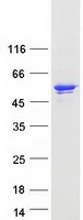 IKBKG / NEMO / IKK Gamma Protein - Purified recombinant protein IKBKG was analyzed by SDS-PAGE gel and Coomassie Blue Staining