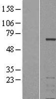 IKZF3 / AIOLOS Protein - Western validation with an anti-DDK antibody * L: Control HEK293 lysate R: Over-expression lysate