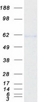 IKZF3 / AIOLOS Protein - Purified recombinant protein IKZF3 was analyzed by SDS-PAGE gel and Coomassie Blue Staining