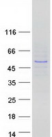 IKZF3 / AIOLOS Protein - Purified recombinant protein IKZF3 was analyzed by SDS-PAGE gel and Coomassie Blue Staining