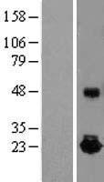 IL-10 Protein - Western validation with an anti-DDK antibody * L: Control HEK293 lysate R: Over-expression lysate