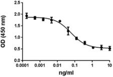 IL-10 Protein - Human IL-10 inhibits the induction of INFÎ³ in PHA activated human PBMC.