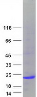IL-10 Protein - Purified recombinant protein IL10 was analyzed by SDS-PAGE gel and Coomassie Blue Staining