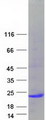 IL-10 Protein - Purified recombinant protein IL10 was analyzed by SDS-PAGE gel and Coomassie Blue Staining