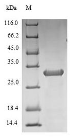 IL-1B / IL-1 Beta Protein - (Tris-Glycine gel) Discontinuous SDS-PAGE (reduced) with 5% enrichment gel and 15% separation gel.