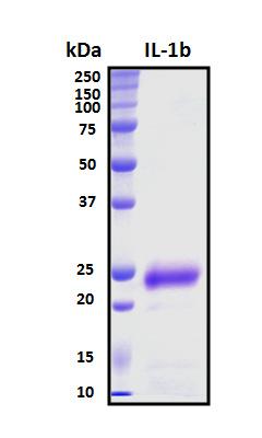 IL-1B / IL-1 Beta Protein