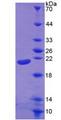 IL-1B / IL-1 Beta Protein - Active Interleukin 1 Beta (IL1b) by SDS-PAGE