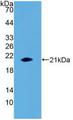 IL-1B / IL-1 Beta Protein - Active Interleukin 1 Beta (IL1b) by WB